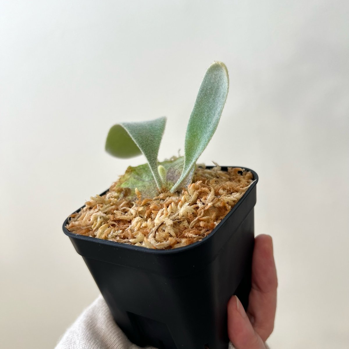 P. veitchii （monster veitchii) sporeling（ モンスター