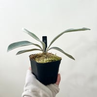 P. veitchii （monster veitchii) sporeling（ モンスターベイチー ）ビカクシダ　胞子培養／自家栽培／ポット苗／着生植物【Ｐ９１】