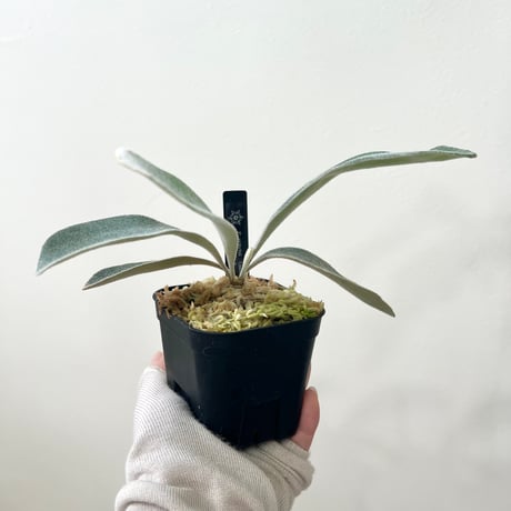 ビカクシダベイチー | STORES