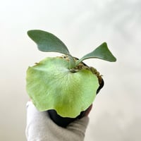 P. willinckii ‘Scofield Tatsuta’ sporeling（ ウィリンキースコフィールドタツタ ）ビカクシダ　胞子培養／自家栽培／ポット苗／着生植物【Ｐ７６】〈参考画像あり〉