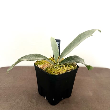 ビカクシダ | STORES