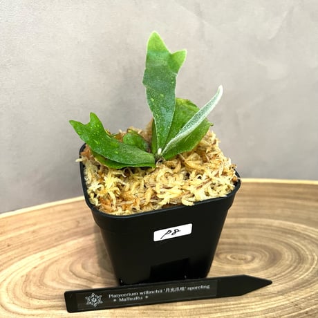 ビカクシダセット15種 ミスタースーダンocなど ビカクシダ ボゴールミスタースーダン（ミスターダン) の胞子は