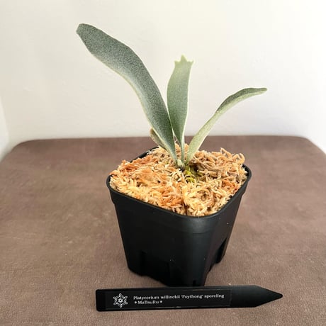 ビカクシダ | STORES