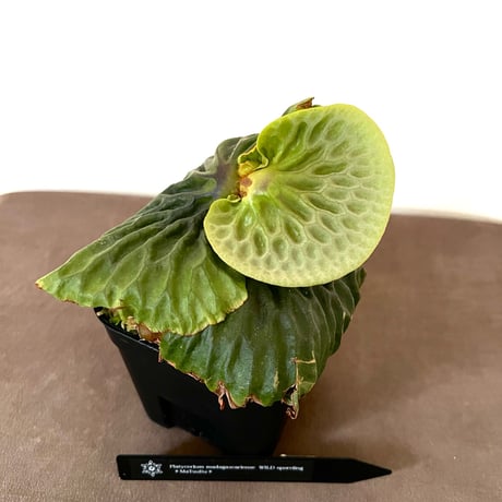 ビカクシダ | STORES