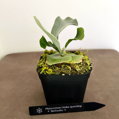 CATEGORY Ginka | MaTsuRu（ビカクシダ／胞子培養・板付け販売）