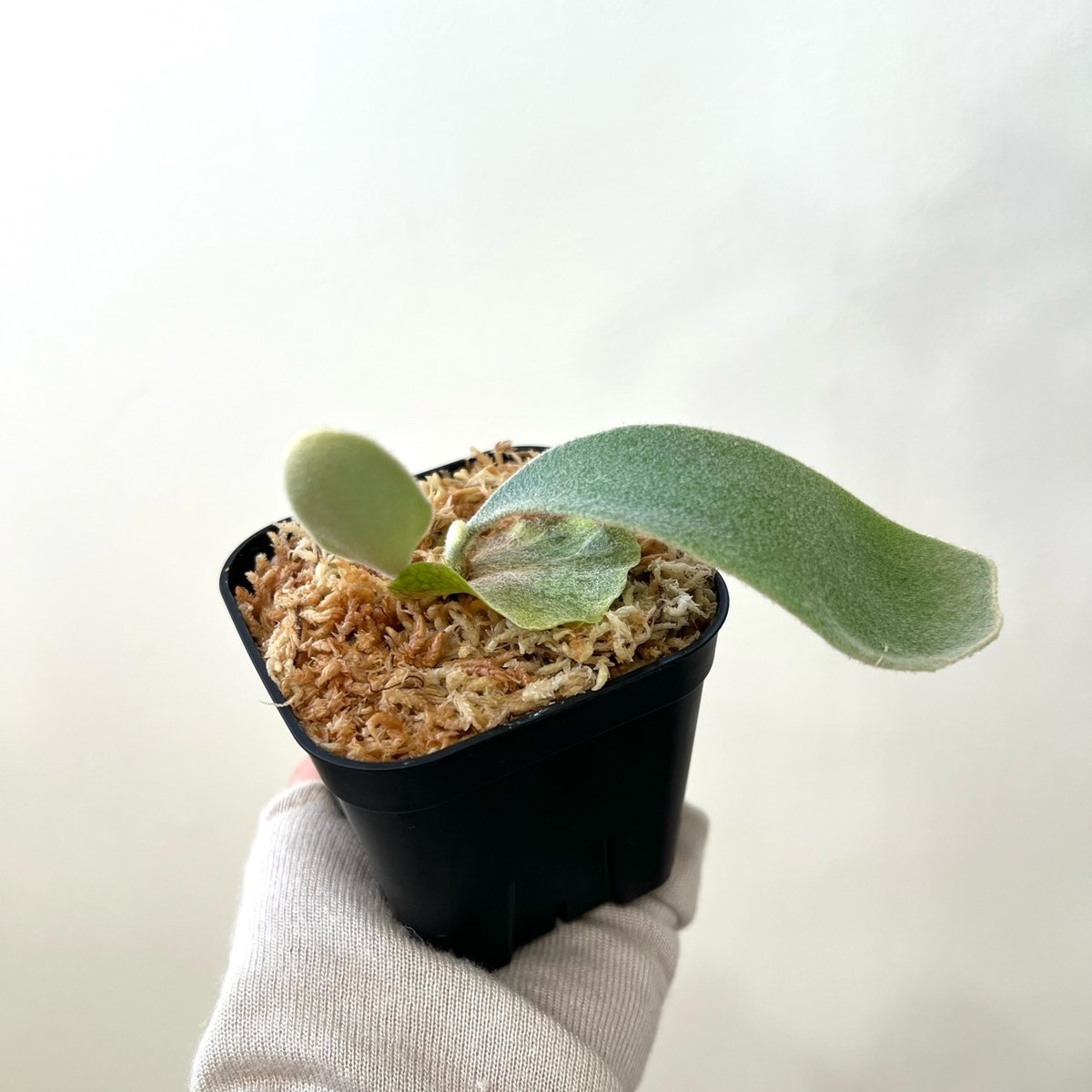 veitchii#1 monster veitchii (oc) ビカクシダ P. veitchii （monster veitchii) sporeling（ モンスター