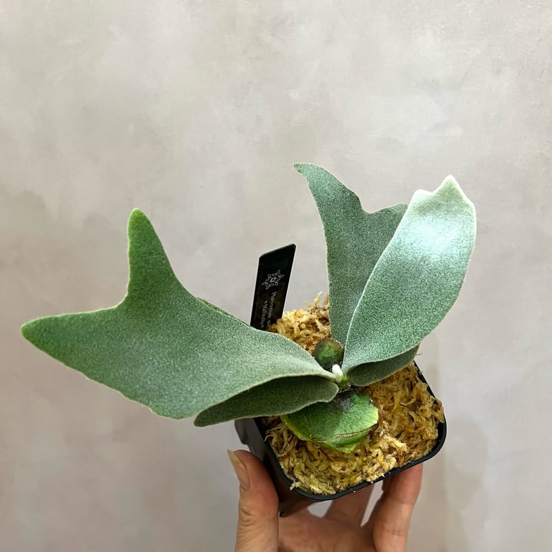 P21】ウィリンキーボゴール ビカクシダ P. willinckii Bogor s