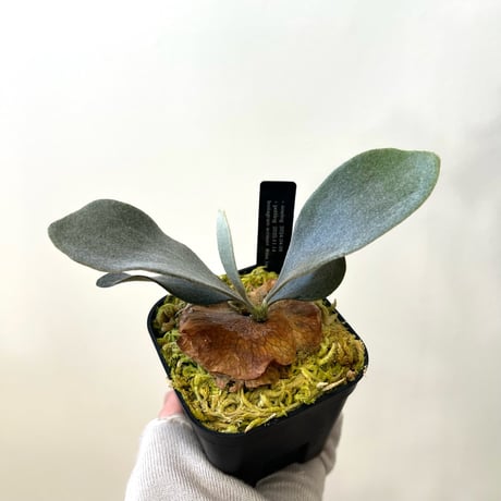 CATEGORY Ginka | MaTsuRu（ビカクシダ／胞子培養・板付け販売）