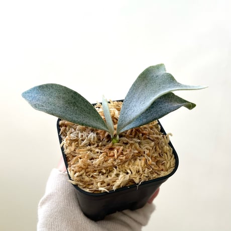 CATEGORY Ginka | MaTsuRu（ビカクシダ／胞子培養・板付け販売）