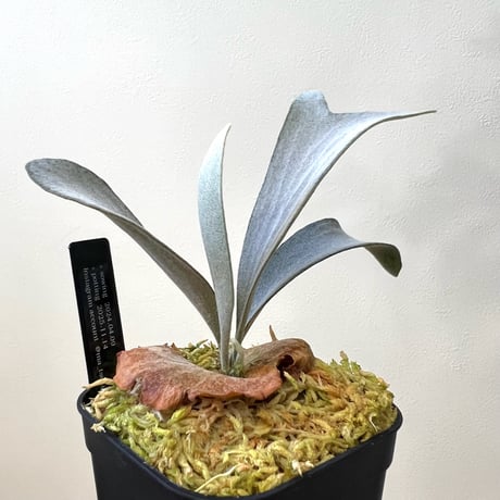 CATEGORY Ginka | MaTsuRu（ビカクシダ／胞子培養・板付け販売）