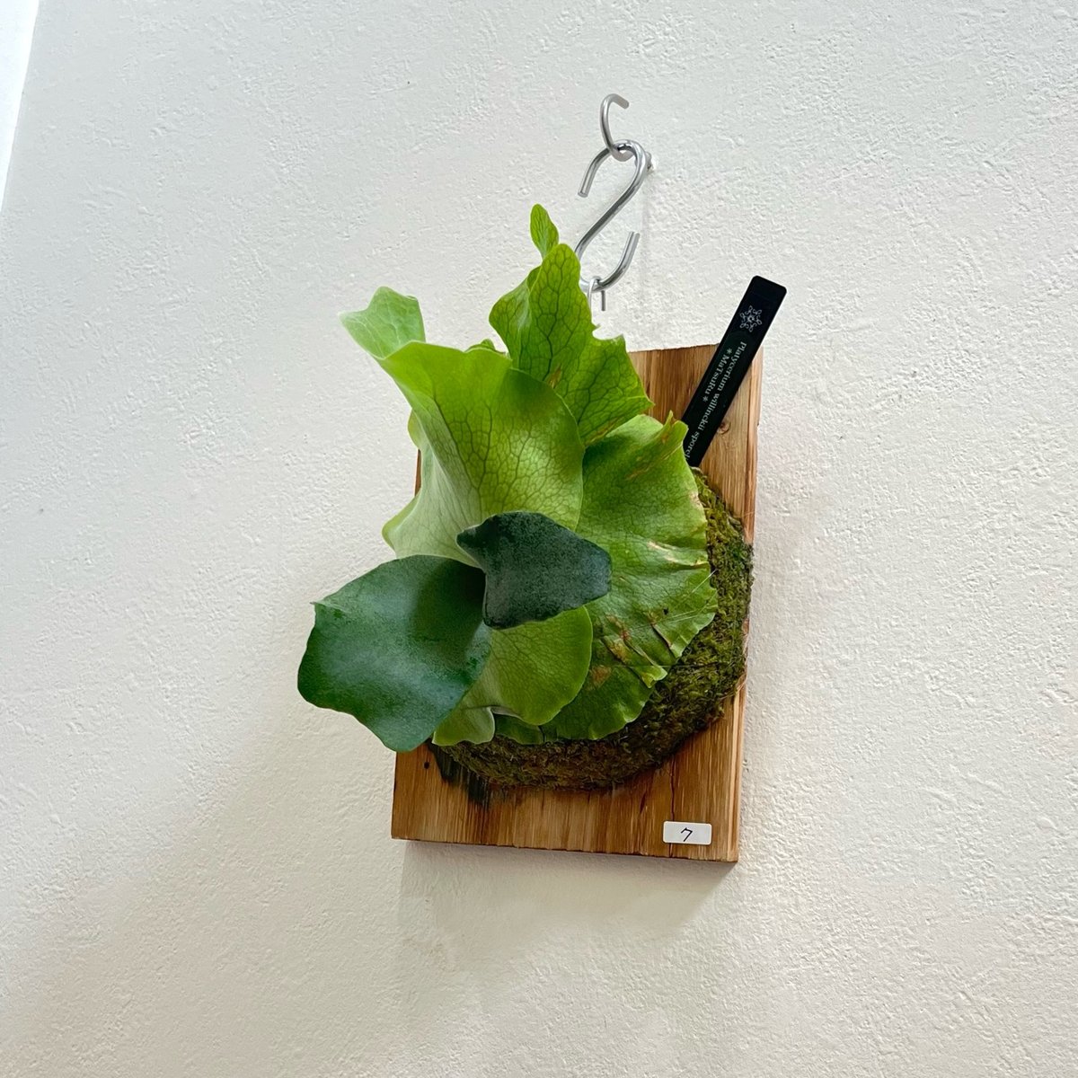 7】ウィリンキー ビカクシダ P. willinckii sporeling 胞子培養