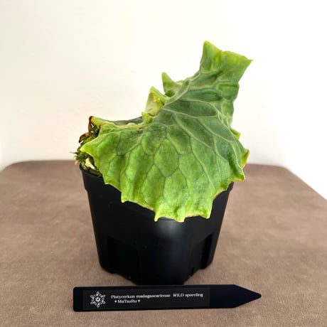 ビカクシダマダガスカリエンセ | STORES