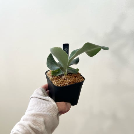 P. Pegasus sporeling（ ペガサス ）ビカクシダ　胞子培養／自家栽培／ポット苗／着生植物【Ｐ７１】〈参考画像あり〉🔸