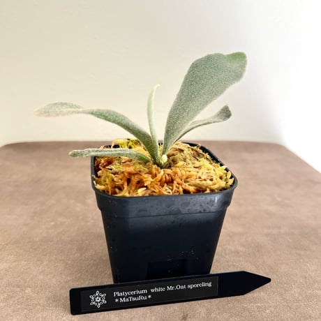 着生植物 | STORES