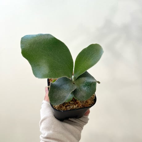P. Pegasus sporeling（ ペガサス ）ビカクシダ　胞子培養／自家栽培／ポット苗／着生植物【Ｐ７１】〈参考画像あり〉🔸
