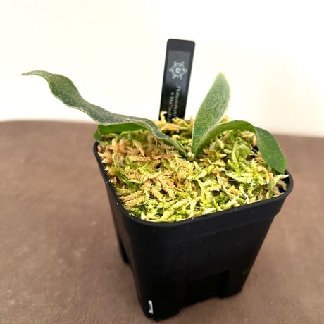 つきのこ様 お取り置き用 ビカクシダ stemaria 美株 ビカクシダ | STORES