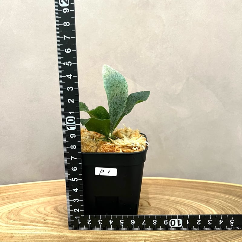 P. 'Ginka' sporeling（ギンカ）銀華 ビカクシダ 胞子培養／自家