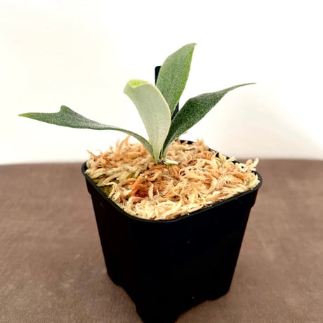 ビカクシダ | STORES