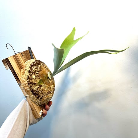 ビカクシダ販売 | STORES