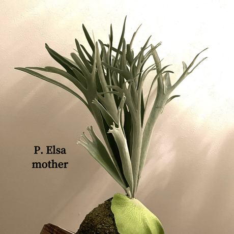 platycerium | STORES