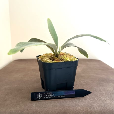 ビカクシダ | STORES