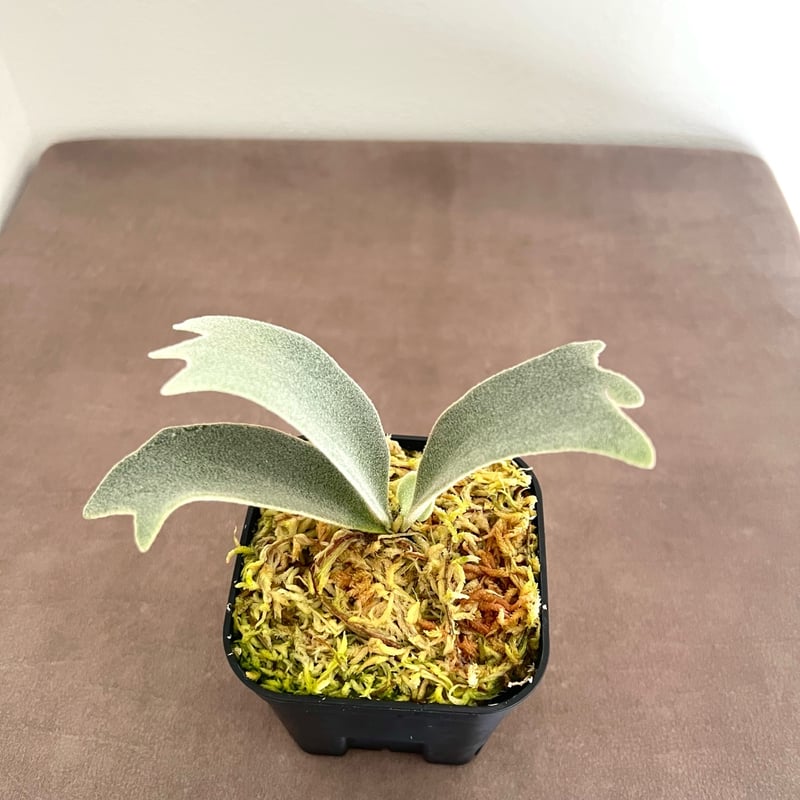 P. willinckii 'Foythong' sporeling（ ウィリンキーフォイソン