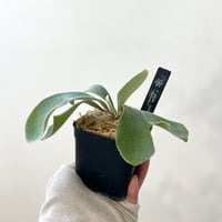 P. veitchii （monster veitchii) sporeling（ モンスターベイチー ）ビカクシダ　胞子培養／自家栽培／ポット苗／着生植物【Ｐ９２】