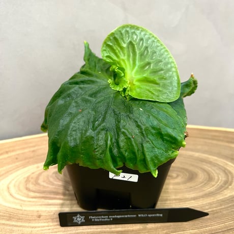 ビカクシダ4種セット 楽天市場】（観葉植物）コウモリラン ビカクシダ 4号（1鉢