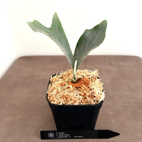 ビカクシダ | STORES