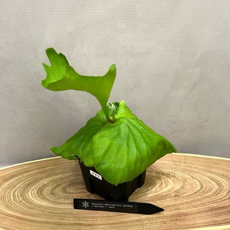 ビカクシダ、Aプラス　nano③ペドロ①Shishi出品 ビカクシダ、Aプラス nano③ペドロ①Shishi様専用出品 - メルカリ