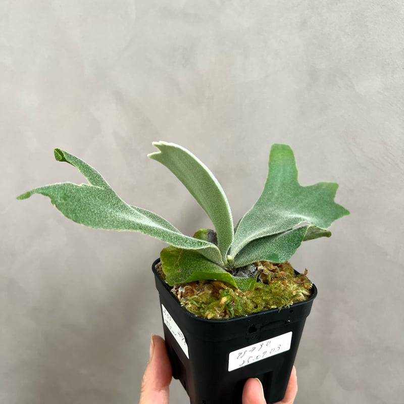 ビカクシダ ウィリンキーボゴール✖️ホワイトホーク ビカクシダ