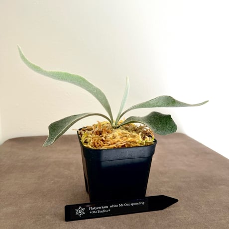 MaTsuRu（ビカクシダ／胞子培養・板付け販売）