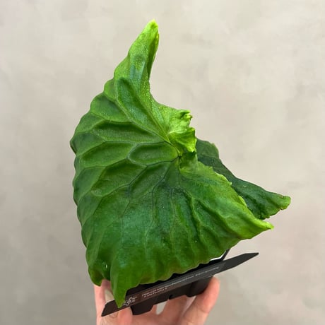 ビカクシダマダガスカリエンセ | STORES