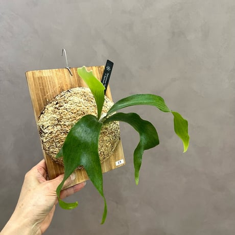 【maccoビカクシダセット】 ビカクシダ | STORES