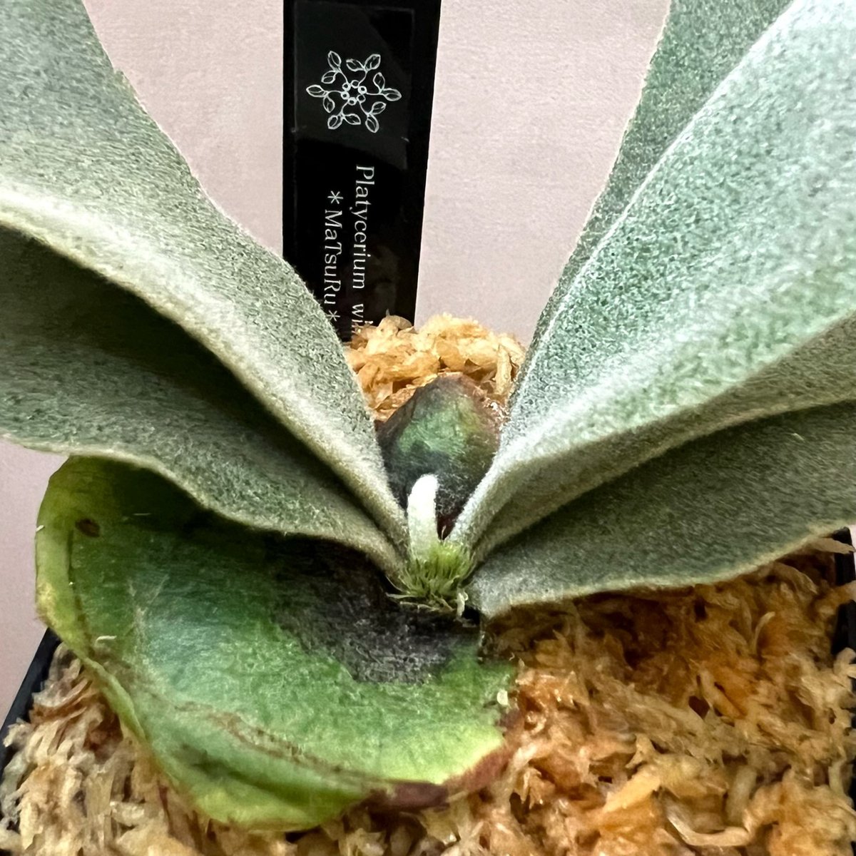 P21】ウィリンキーボゴール ビカクシダ P. willinckii Bogor s