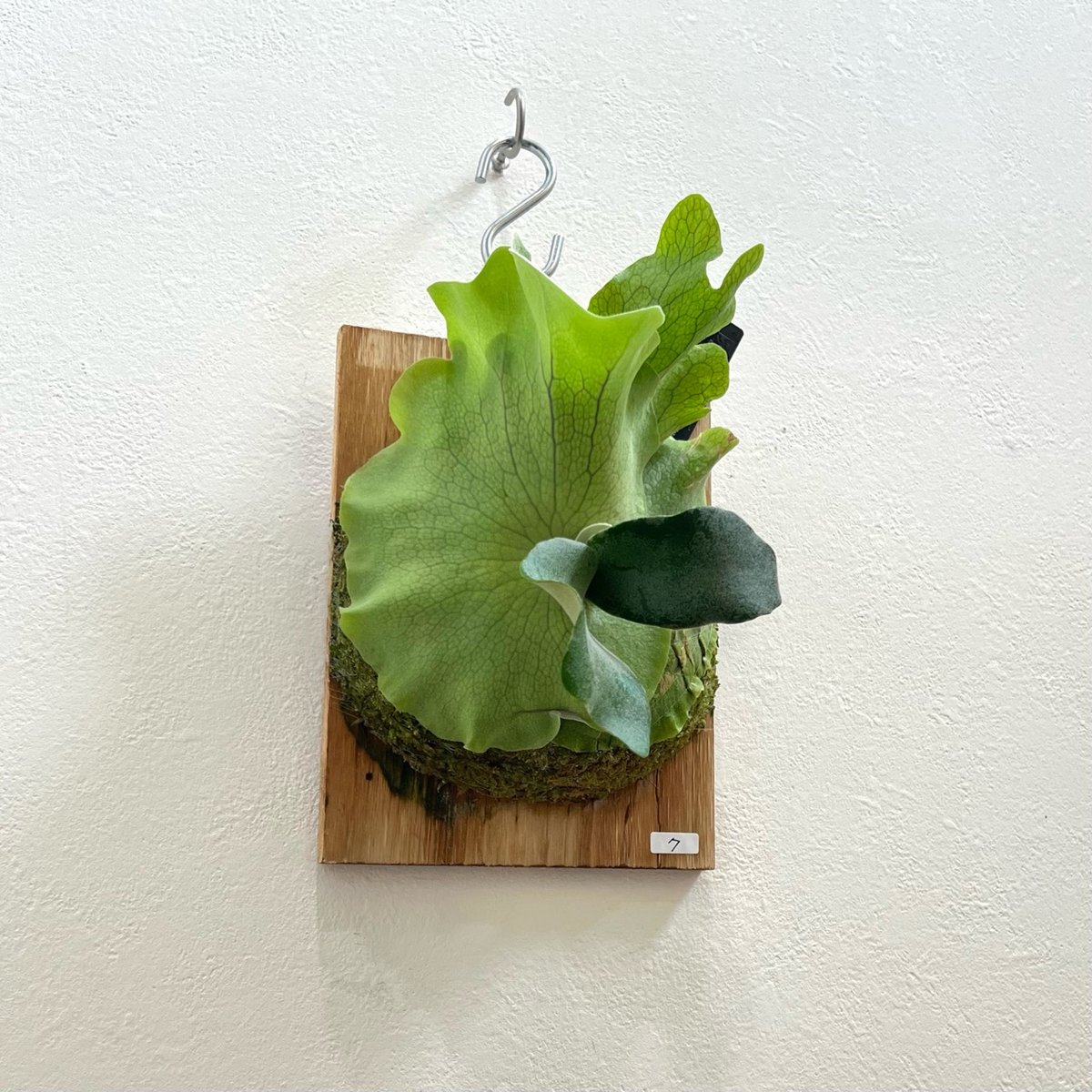 7】ウィリンキー ビカクシダ P. willinckii sporeling 胞子培養