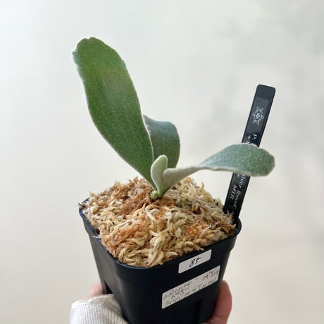 P. veitchii 'Silver frond' sporeling（ シルバーフロンド ）ビカクシダ　胞子培養／自家栽培／ポット苗／着生植物【Ｐ８5】〈親株画像あり〉