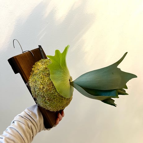 ビカクシダ | STORES