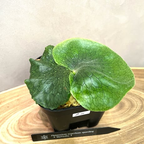 コウモリラン | STORES