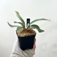 P. veitchii （monster veitchii) sporeling（ モンスターベイチー ）ビカクシダ　胞子培養／自家栽培／ポット苗／着生植物【Ｐ１００】
