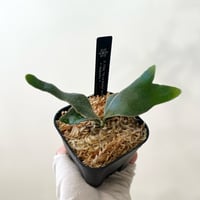 P. white Mr.Oat sporeling（ ホワイトミスターオート ）ビカクシダ 胞