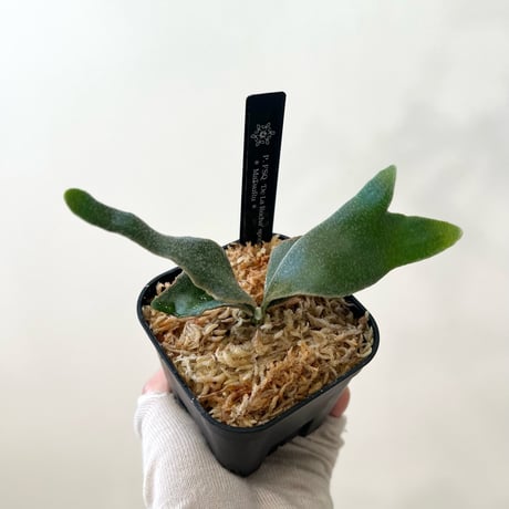 MaTsuRu（ビカクシダ／胞子培養・板付け販売）