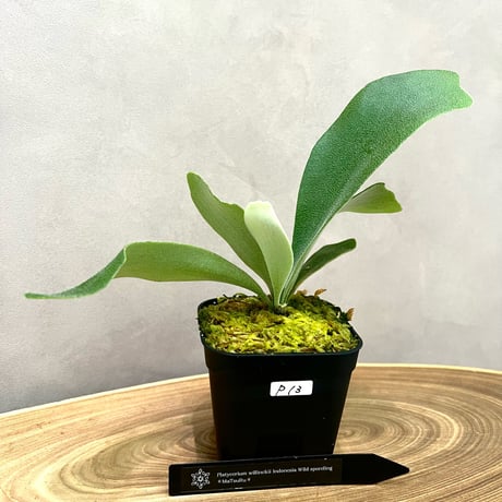 ビカクシダ | STORES