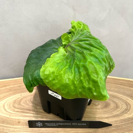 ビカクシダ　セット　ジェニー　OMG　マダガスカリエンセ　など ビカクシダ セット ジェニー OMG マダガスカリエンセ など