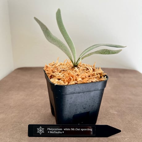 ビカクシダ | STORES