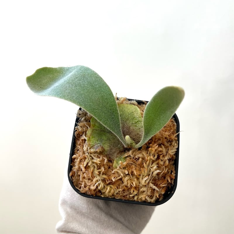 P. veitchii （monster veitchii) sporeling（ モンスター
