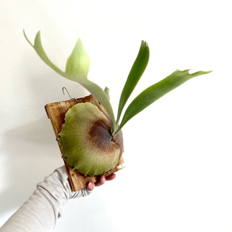 ビカクシダ | STORES