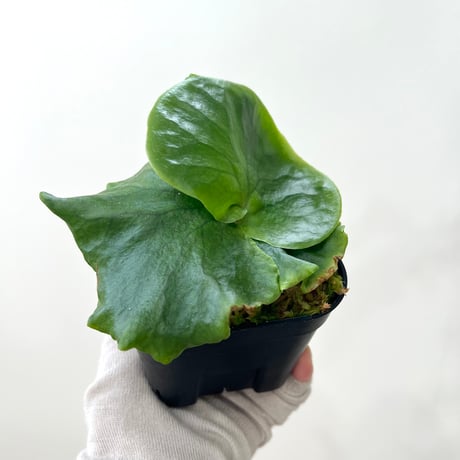 着生植物 | STORES
