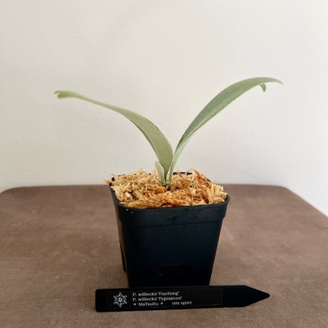 MK ビカクシダ 楽天市場】(現品) ビカクシダ 'キヨヒメ' (TC) (No.41168) (コウモリ