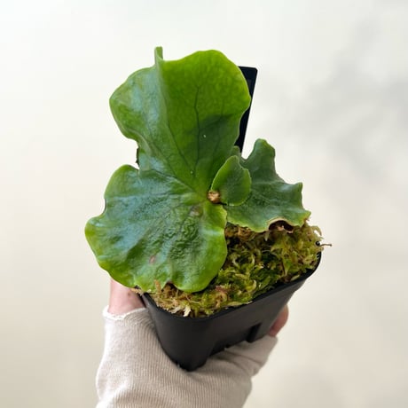 P. coronarium wild sporeling（ コロナリウム ）ビカクシダ　胞子培養／自家栽培／ポット苗／着生植物【Ｐ７８】